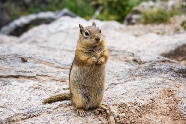 istock Chipmunk looking cute in Estes Park 1141550690
