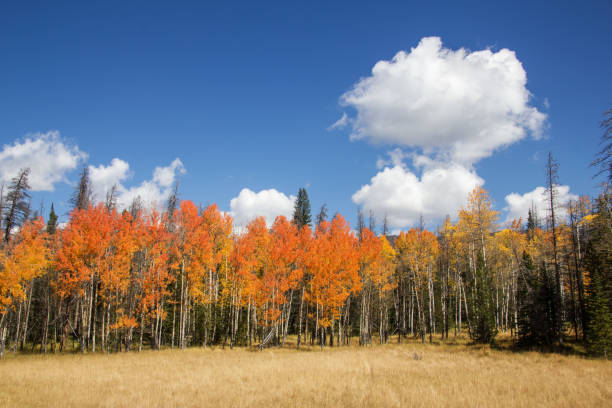 istock Orange aspen leaves in Estes Park 1141550718