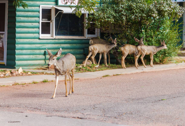 istock Deer family in town 1141550785