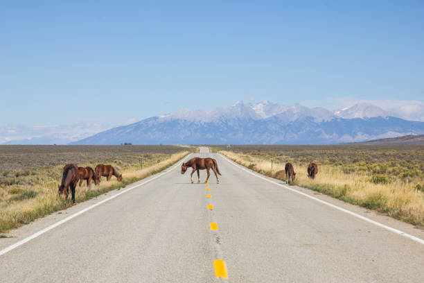 istock Horses on desert road 1141550831