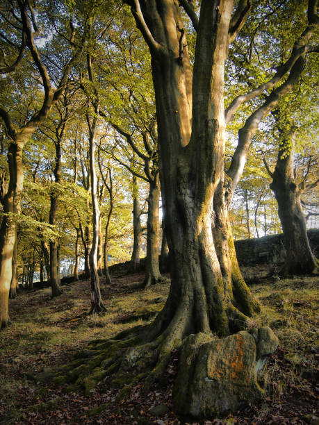 istock Hillside woodland  in West Yorkshire with old beech trees in Summer in light and shadow 1141552986