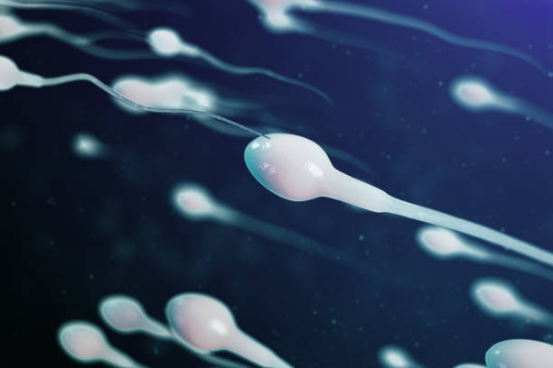 istock 3D illustration sperm approaching egg cell, ovum. Natural fertilization - close-up view. Conception, the beginning of a new life. Sperm under the microscope, movement sperm 1141553080