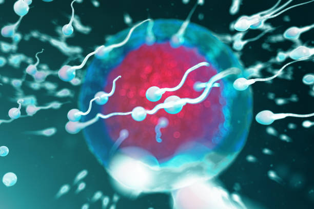 istock 3D illustration sperm and egg cell, ovum. Sperm approaching egg cell. Native and natural fertilization. Conception the beginning of a new life. Ovum with red core under the microscope, movement sperm 1141553084