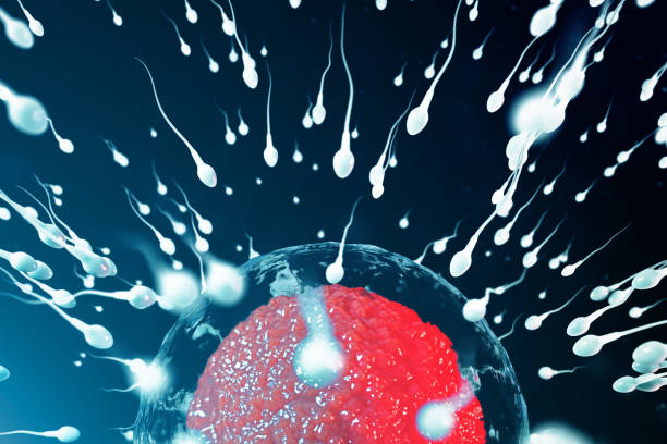 istock 3D illustration sperm and egg cell, ovum. Sperm approaching egg cell. Native and natural fertilization. Conception the beginning of a new life. Ovum with red core under the microscope, movement sperm 1141553088
