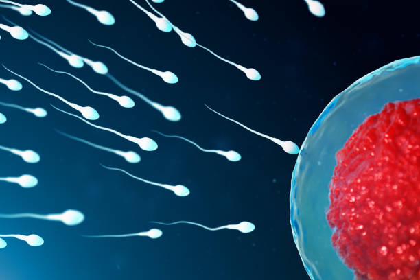 istock 3D illustration sperm and egg cell, ovum. Sperm approaching egg cell. Native and natural fertilization. Conception the beginning of a new life. Ovum with red core under the microscope, movement sperm 1141553092