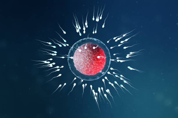 3d-illustration sperma und eizelle, eizelle. sperma nähert sich der eizelle. einheimische und natürliche befruchtung. konzeption der beginn eines neuen lebens. ovum mit rotem kern unter dem mikroskop, bewegungssperma - eizelle stock-fotos und bilder