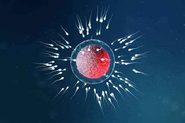 3D illustration sperm and egg cell, ovum. Sperm approaching egg cell. Native and natural fertilization. Conception the beginning of a new life. Ovum with red core under the microscope, movement sperm stock photo