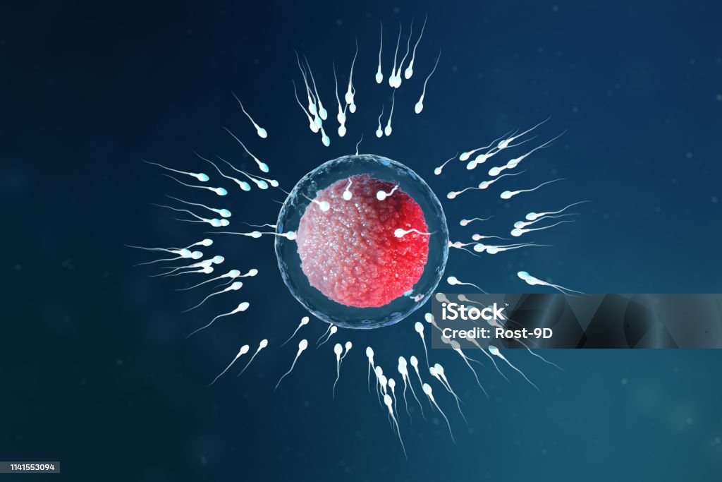 3D illüstrasyon sperm ve yumurta hücresi, Ovum. Sperm yumurta hücresine yaklaşıyor. Yerli ve doğal fertilizasyon. Yeni bir hayatın başlangıcı. Mikroskop altında kırmızı çekirdekli Ovum, hareket sperm - Royalty-free İnsan Yumurtası Stok görsel