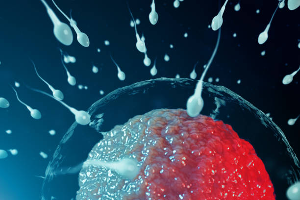 istock 3D illustration sperm and egg cell, ovum. Sperm approaching egg cell. Native and natural fertilization. Conception the beginning of a new life. Ovum with red core under the microscope, movement sperm 1141553098