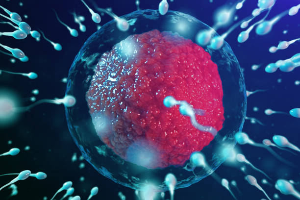 istock 3D illustration sperm and egg cell, ovum. Sperm approaching egg cell. Native and natural fertilization. Conception the beginning of a new life. Ovum with red core under the microscope, movement sperm 1141553101