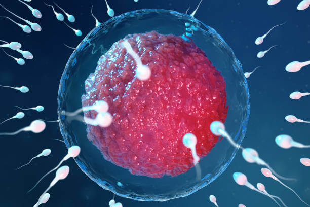 istock 3D illustration sperm and egg cell, ovum. Sperm approaching egg cell. Native and natural fertilization. Conception the beginning of a new life. Ovum with red core under the microscope, movement sperm 1141553103