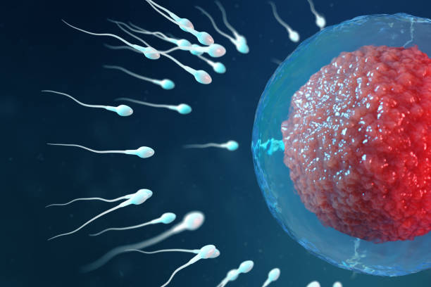 istock 3D illustration sperm and egg cell, ovum. Sperm approaching egg cell. Native and natural fertilization. Conception the beginning of a new life. Ovum with red core under the microscope, movement sperm 1141553104