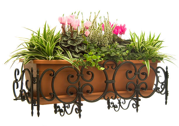 Plants and cyclamen pot in wrought iron hanger stock photo