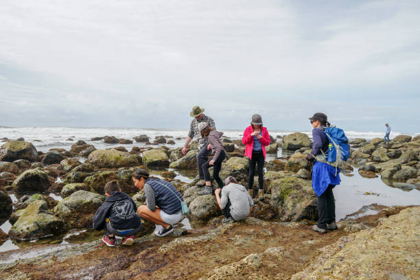 Tourist enjoying & exploring Park rangers at the Point Loma tide pools. Layers of rock in the sandstone of tide pool area, part of the Cabrillo National Monument in San Diego, CA. USA. Famous tourist attraction and National Park.