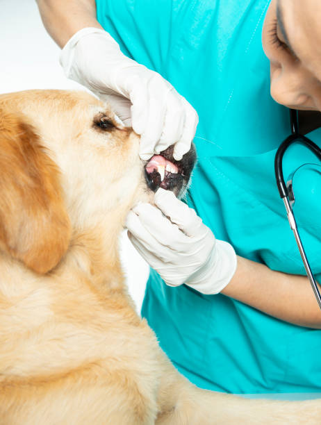 istock Veterinarian Examining a Dog 1141557522