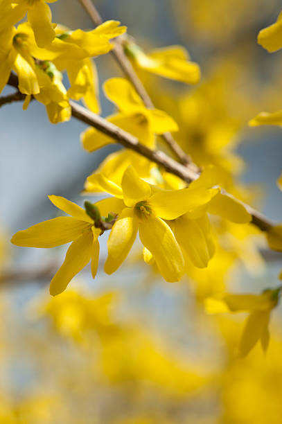istock Branch of yellow flowers on tree 114155817