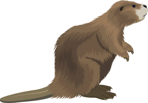 ilustrações de stock, clip art, desenhos animados e ícones de vector beaver illustration - beaver canada north america rodent