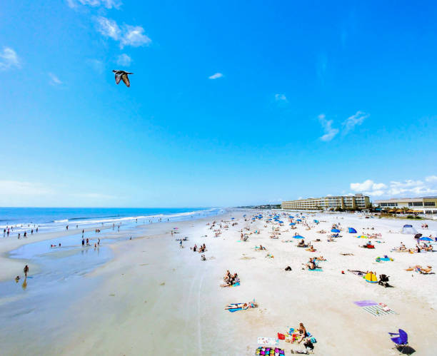 folly beach, sc - sunny day sunlight seagull fotografías e imágenes de stock