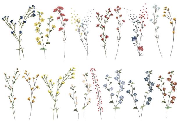 duży zestaw botanicznych kwiatów kwiatowych. gałęzie, liście, zioła, dzikie rośliny, kwiaty. ogród, łąka, liść zbioru pola, liście, gałęzie. ilustracja wektorowa bloom izolowana na białym tle - botanical illustration stock illustrations
