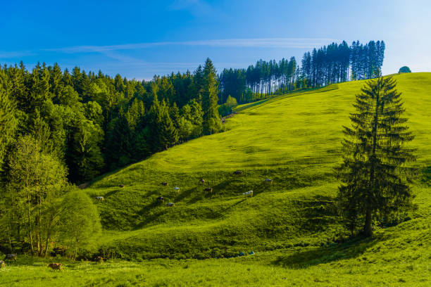 istock Green fields with blue sky, Schoenengrund, Hinterland, Appenzell 1141563233