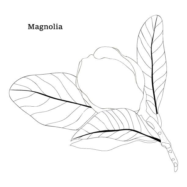 Magnolia and leaves, flower bud. Line art on white background. Botanical sketch, ink drawing. Hand drawn vector floral illustration Magnolia and leaves, flower bud. Line art on white background. Botanical sketch, ink drawing. Hand drawn vector floral illustration Magnolia stock illustrations