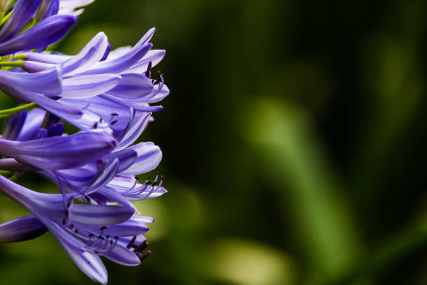 Purple flowers on green background