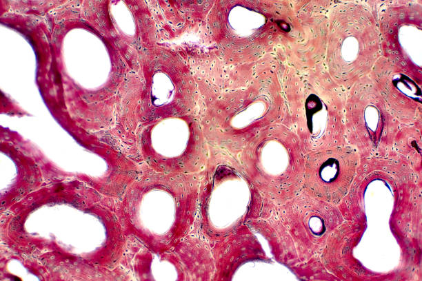 istock Histology of human compact bone tissue under microscope view for education, muscle bone connection and connective tissue. 1141565598