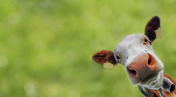 The head of a young curious Simmental cattle with bell
