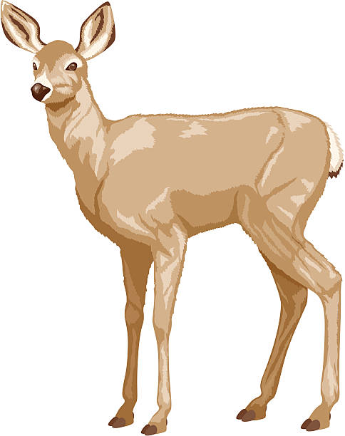 White Tailed Deer  doe stock illustrations