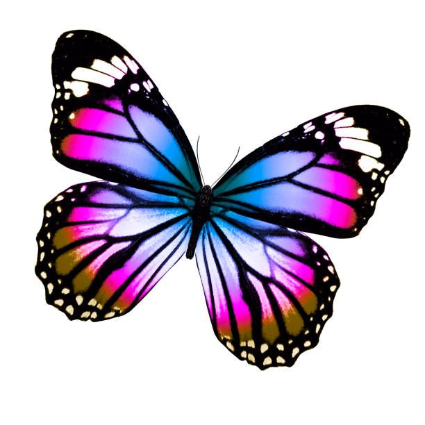 istock tropical colorful butterfly isolated on white background 1141567014
