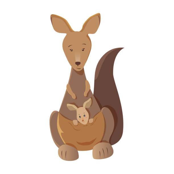 ilustraciones, imágenes clip art, dibujos animados e iconos de stock de madre canguro con joey en la bolsa aislada sobre fondo blanco - kangaroo animal humor fun