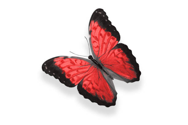 istock tropical red butterfly. isolated on white 1141567681