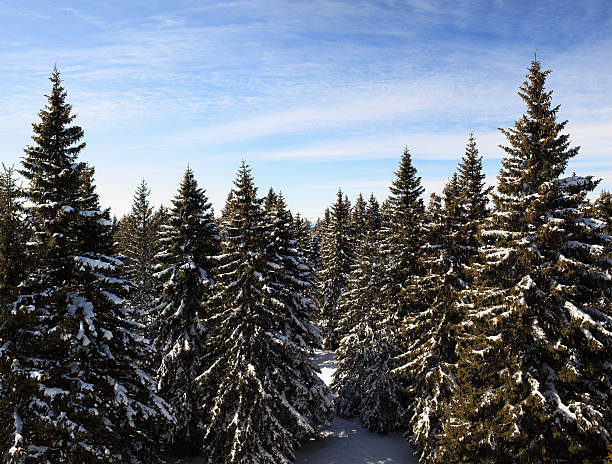 pino foresta d'inverno - pine tree in a row forest solitude foto e immagini stock