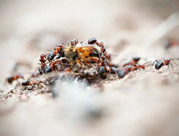 Photo of Ants Attack