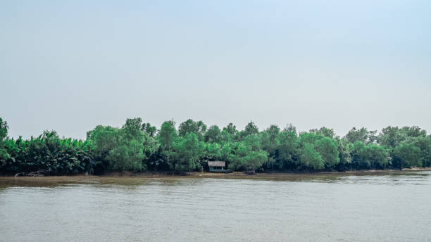 istock Hidden shack in the riverside mangrove forest 1141570457