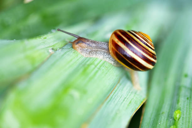 istock Banded snail on wet green leaf 1141572555