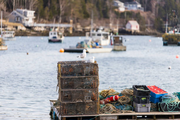 istock Maine Lobster Traps 1141573297