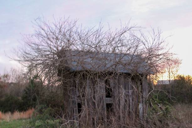 istock Old abandoned shed in field at sunset 1141574161