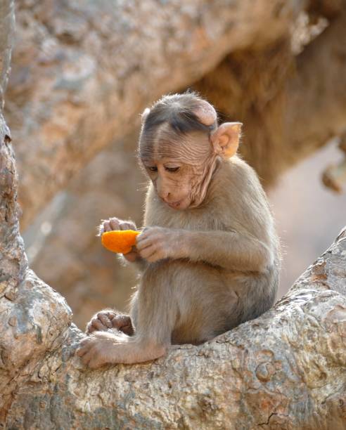 istock Bonnet Macaque Baby eating Orange 1141574173