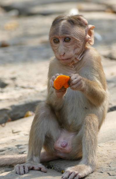 istock Bonnet Macaque Baby eating Orange 1141574192