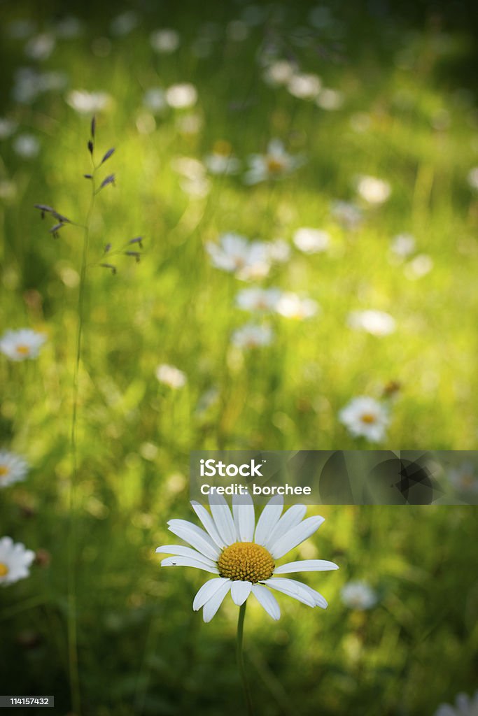 Daisy - Foto de stock de Aire libre libre de derechos