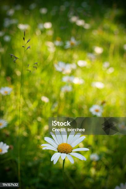 Daisy Foto de stock y más banco de imágenes de Aire libre - Aire libre, Blanco - Color, Campo - Tierra cultivada