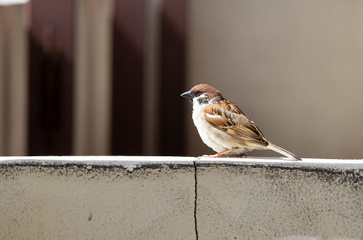 Sparrow walk