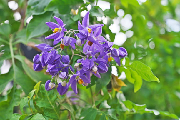 istock Solanum seaforthianum 1141576409