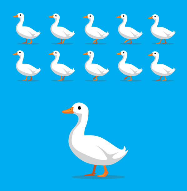 Animal Animation Sequence White Duck Cartoon Vector Cartoon Animation EPS10 File Format walking animation stock illustrations