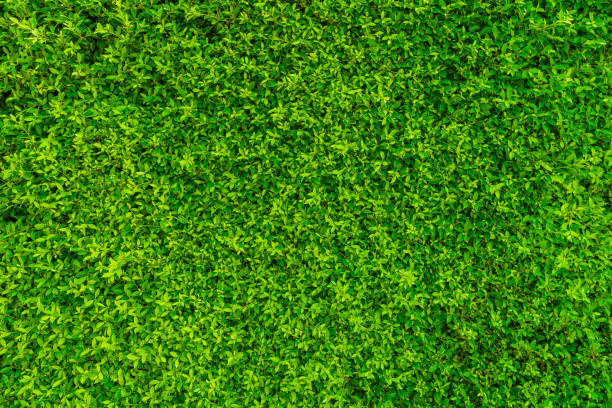istock Backdrop texture of green leaves natural wall. 1141577279