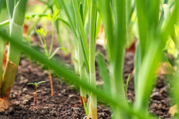 grünes pflanzenwachstum, jungkeil und natürliches licht. sämlinge. ökologie, wirtschaft, tag der erde, bio-pflanzen anbau. - plant formal garden nature botany stock-fotos und bilder