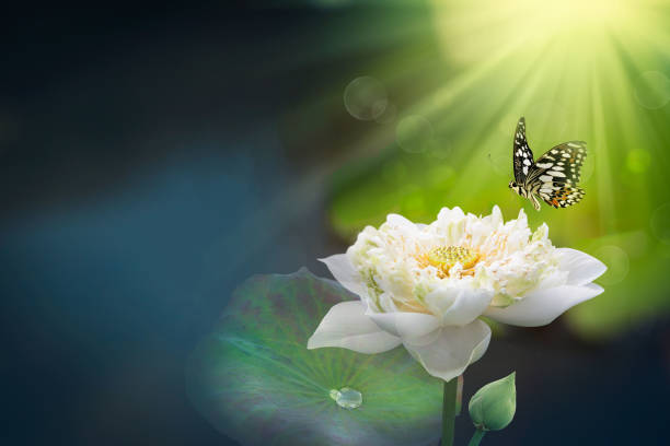loto bianco con luce mattutina e farfalle volanti. - lotus foto e immagini stock