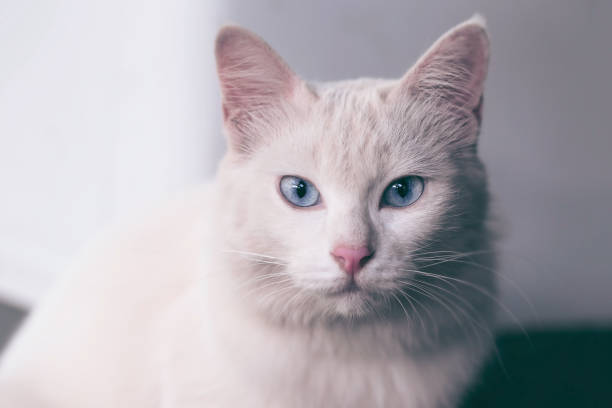 istock Siberian white beige kitten cat with blue eyes sitting and looking forward  White Background 1141578030