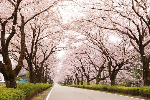 The cherry tree-lined road is a beautiful scenery that blooms in full bloom.